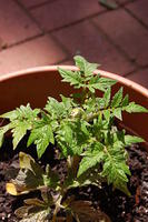 garden20100501 028