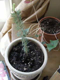 Micro-sapling (small)