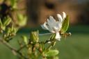 Reston flora 2