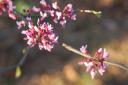 Reston flora 1 small