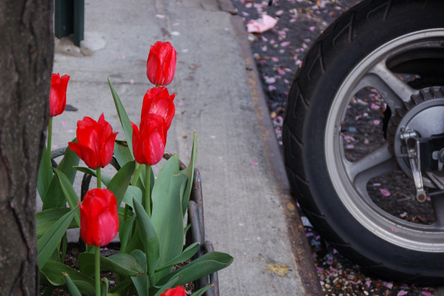 Tulips urbana