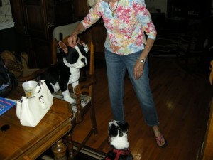Meeting of the Bostons