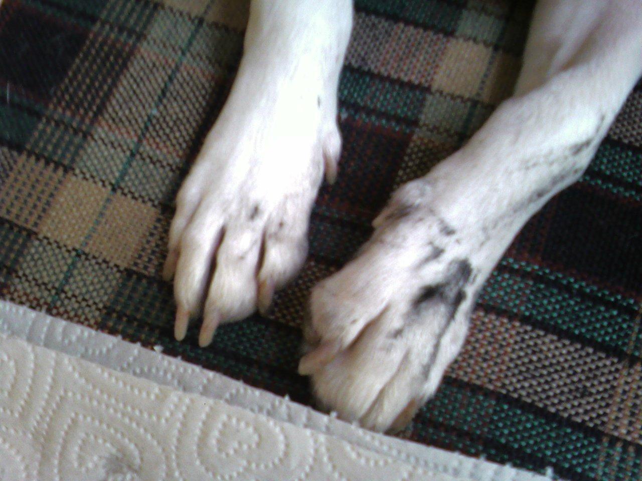Things the dog likes to eat