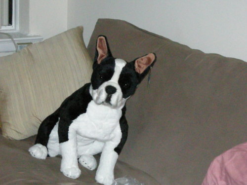 Guard dog!
